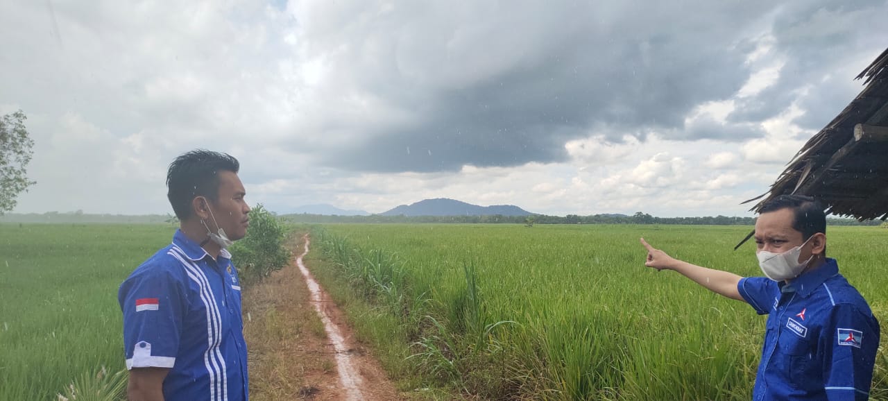 Didampingi ketua PAC Demokrat Kurau, Anggota DPRD Provinsi Kalimantan Selatan, Zulfa Asma Vikra dari kejauhan memantau padi di Desa Raden. Hasil panen padi beberapa tahun terakhir ini tidak maksimal.(foto/IMR for lenterakalimantan.com)