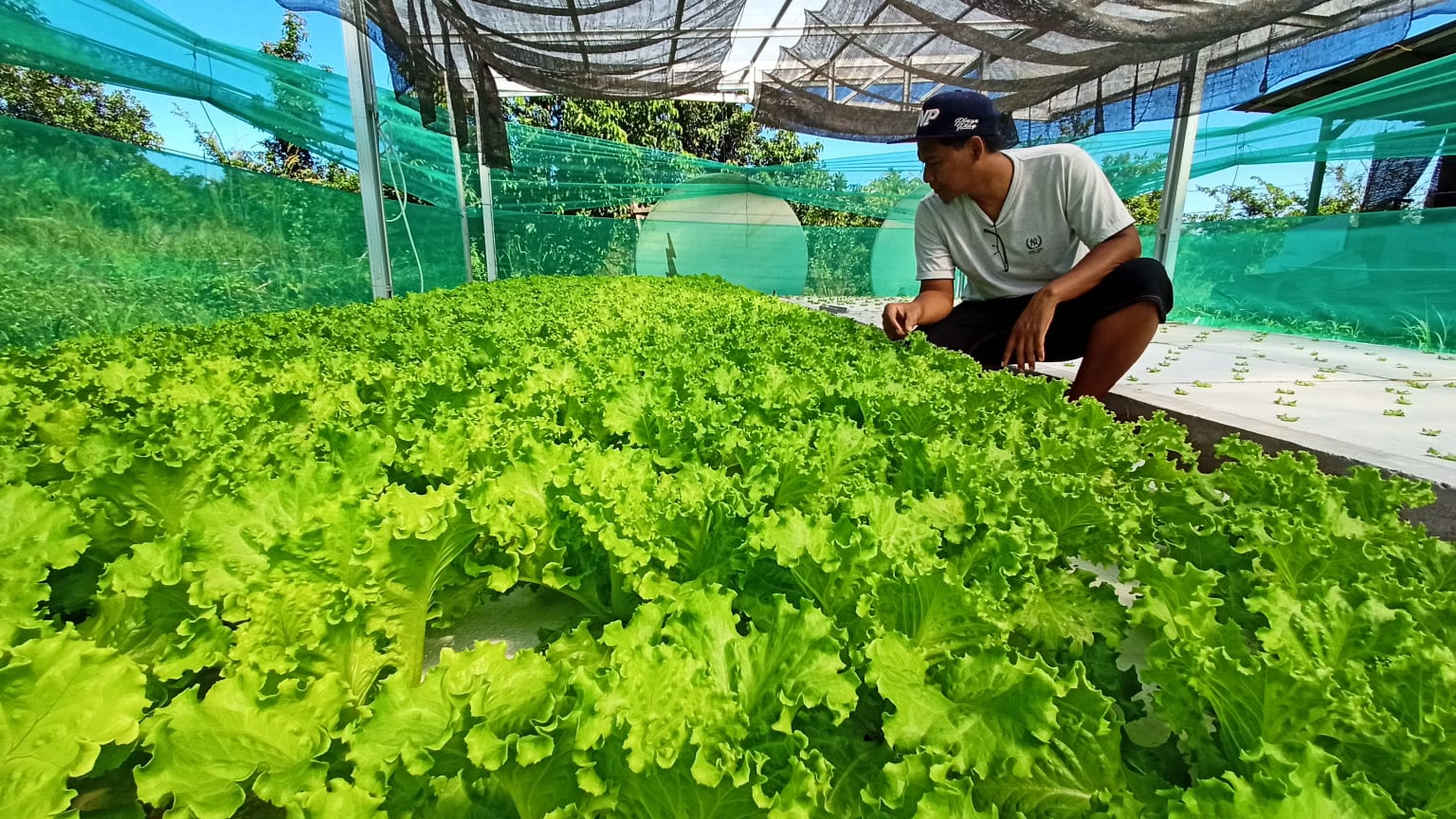Tanaman Sayuran hidroponik sudah banyak di Kabupaten Tanah Laut (Asep Foto For lenterakalimantan.com)