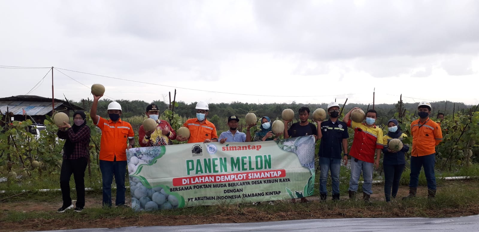 Kelompok Tani Mudah Berkarya Binaan PT. Arutmin Indonesia Tambang Kintap Tala, berhasil panen perdana Melon Madu dan Melon Orange.