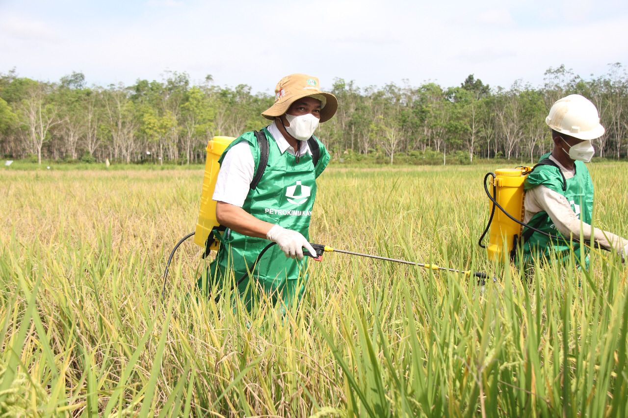 Bupati H Abdul Hadi melakukan penyemprotan hama di sawah warga