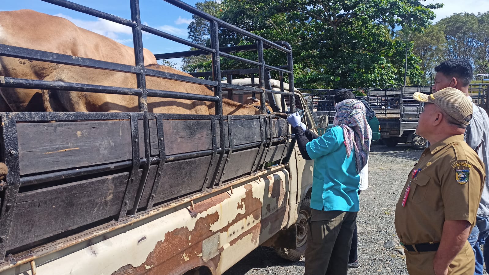 Hewan diperiksa oleh tim Kesehatan dari Dinas Peternakan dan Kesehatan Hewan Tala dibantu dari Balai Veteriner Banjarbaru.