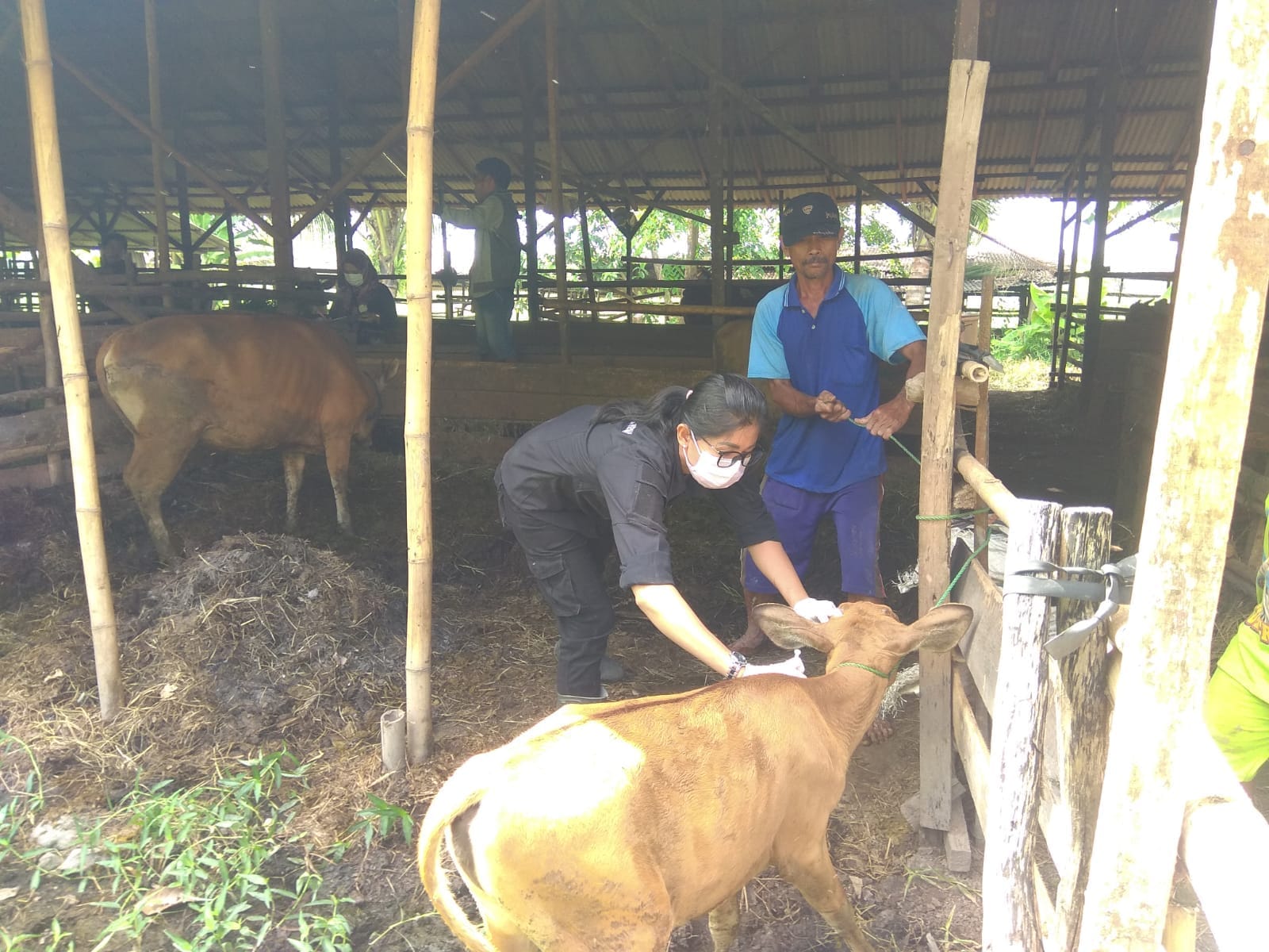 Jajaran Dinas Pertanian Kabupaten Kapuas saat melakukan pemberian vaksin kepada hewan ternak sebagai pencegahan Penyakit Mulut dan Kuku (PMK).
