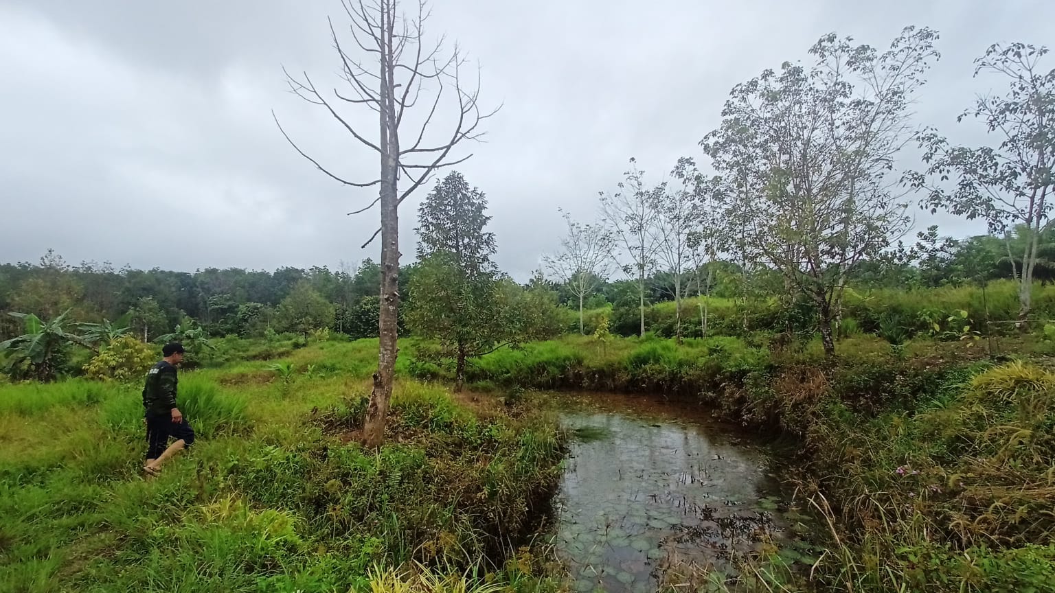 Gambar Pohon Durian Juara Kontes, Mati Kekeringan di Duga Terkontaminasi Zat Berbahaya Limbah Batu Bara.