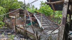 Atapnya di belakang rumah