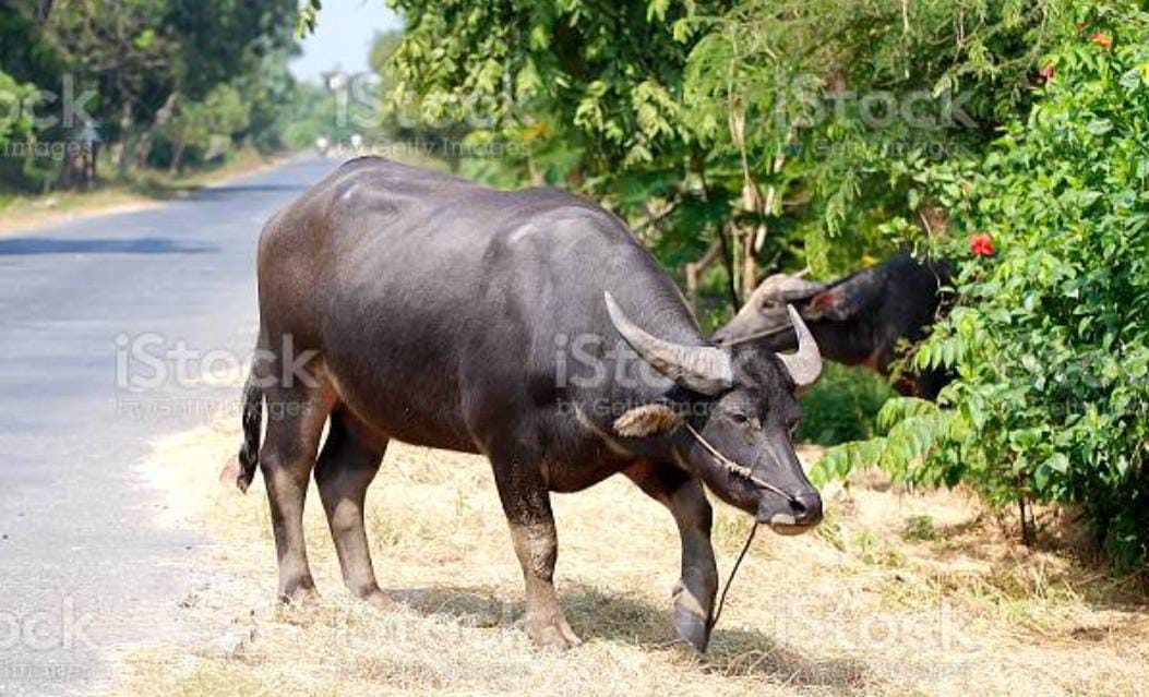 Hewan kerbau pinggir jalan. (Foto: Net)