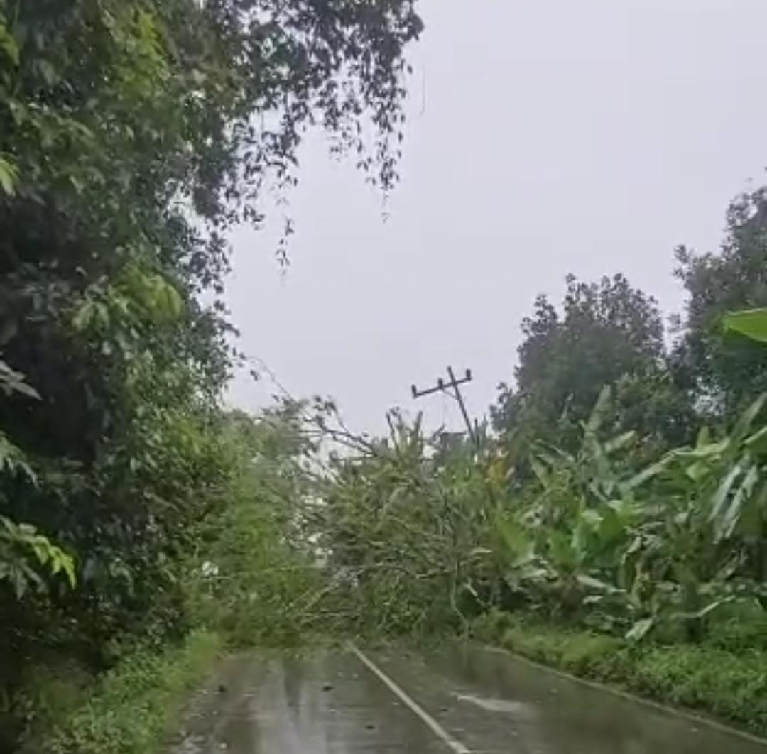 Pohon karet di Desa Batu Merah, Kecamatan Lampihong, Balangan tumbang dan menutupi badan jalan hingga tidak bisa dilintasi, Kamis (15/1/2022). Foto: Lenterakalimantan/Rins