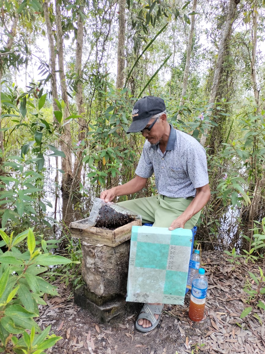 Ketua Kelompok Tani Makmur Jaya Abadi, Desa Telaga Langsat sedang panen lebah madu kelulut, Minggu (29/1/2023). Foto: Untuk Lenterakalimamtan.com