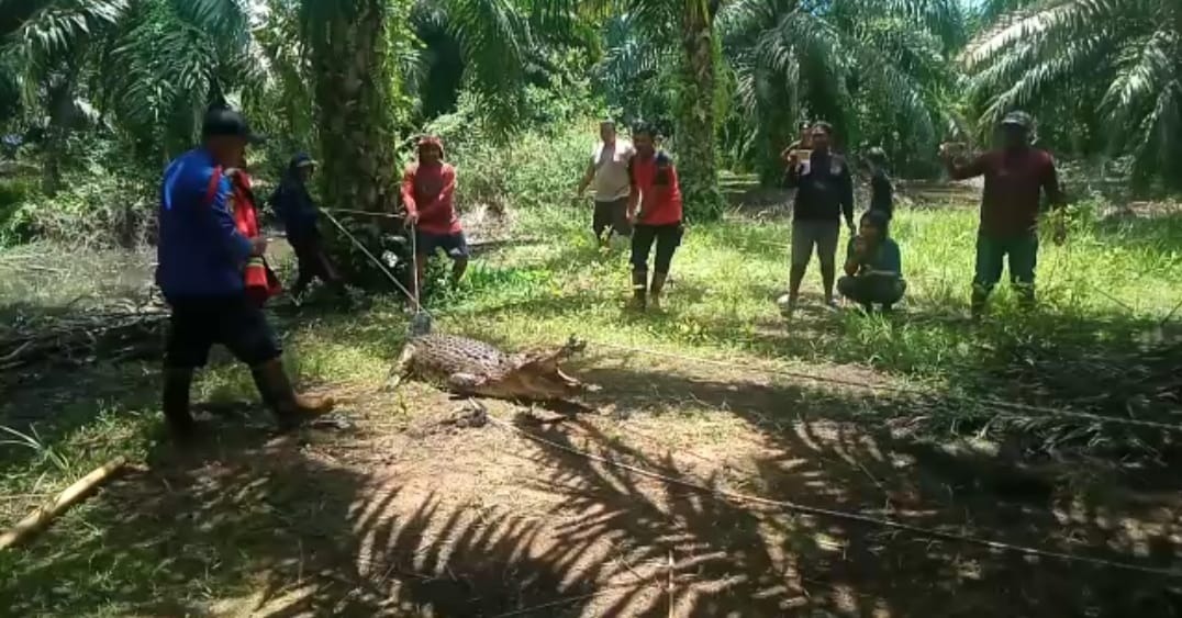 Penangkapan buaya ukuran empat meter di kolam kebun sawit di Jorong, Tanah Laut. Foto-Satpolairud Polres Tala for lenterakalimantan.com
