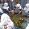 Siswa siswi SMAN 1 Lampihong saat mengumpulkan rumput-rumput liar seperti daun kering dan sisa sisa sayur untuk pembuatan pupuk organik. Foto: Rin