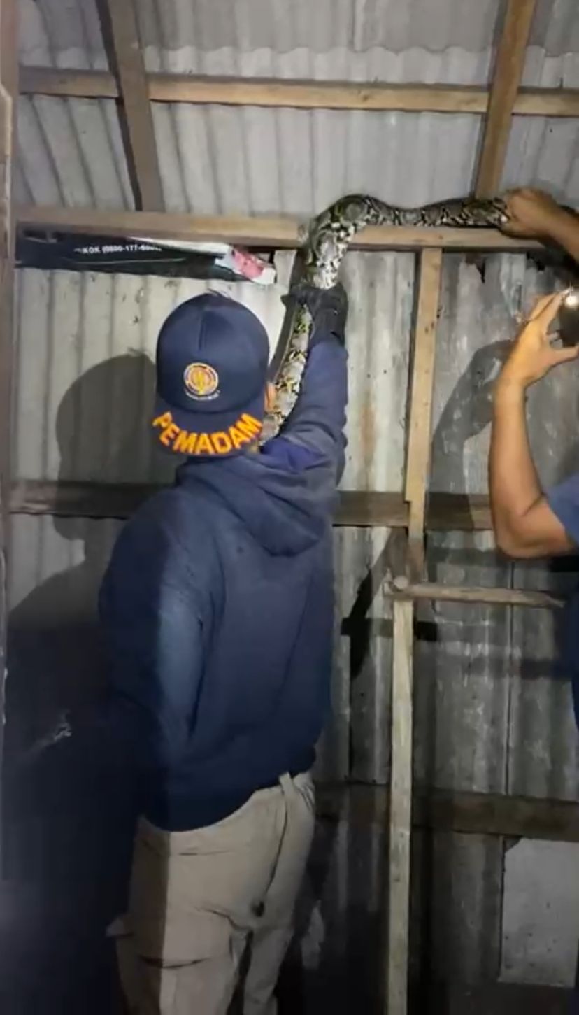 Tim Damkar Kusan Hilir saat melakukan evakuasi ular phyton berukuran tiga meter di Desa Tenate Kecamatan Kusan Hilir, Kabupaten Tanah Bumbu. (Foto: Arif PKJR Tanbu).