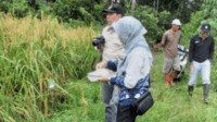 Kegiatan identifikasi padi gogo lokal di Kabupaten Tabalong yang dilakukan DKP2TPH Tabalong. Foto: Fikri for LK