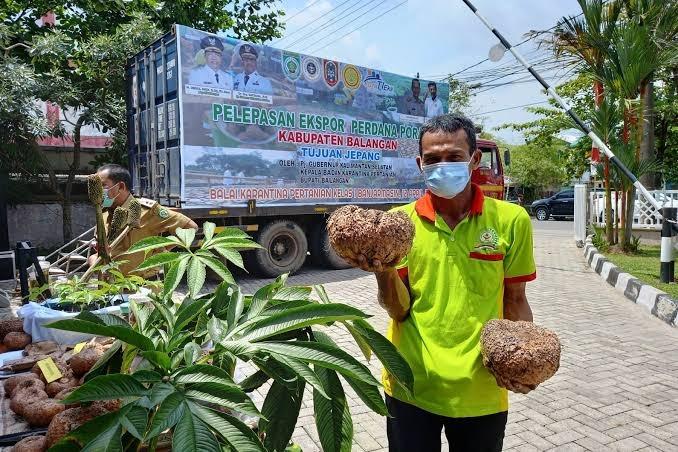 Menanggapi turunnya harga porang di Balangan, Dinas Ketahanan Pangan, Pertanian dan Perikanan (DKP3) setempat berupaya terus untuk meningkatkan harga porang dengan berbagai terobosan. Foto: DKP3 Balangan