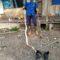Tim Animal Rescue dari Dinas Satuan Polisi Pamong Praja dan Pemadam Kebakaran Simpang Empat, mengevakuasi ular Jenis King Cobra sepanjang 3 meter yang telah masuk dapur rumah warga di Jalan Transmigrasi Km 6, Desa Sarigadung. (Sumber Foto: Arif For LK)
