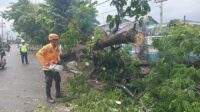 Anggota Badan Penanggulangan Bencana Daerah (BPBD) Kota Banjarmasin sedang membersihkan pohon tumbang yang tepat berada di depan Gang Perdamaian, Kelurahan Kuin Cerucuk, Kecamatan Banjarmasin Barat, Selasa (28/11/2023). Foto: BPBD Kota Banjarmasin