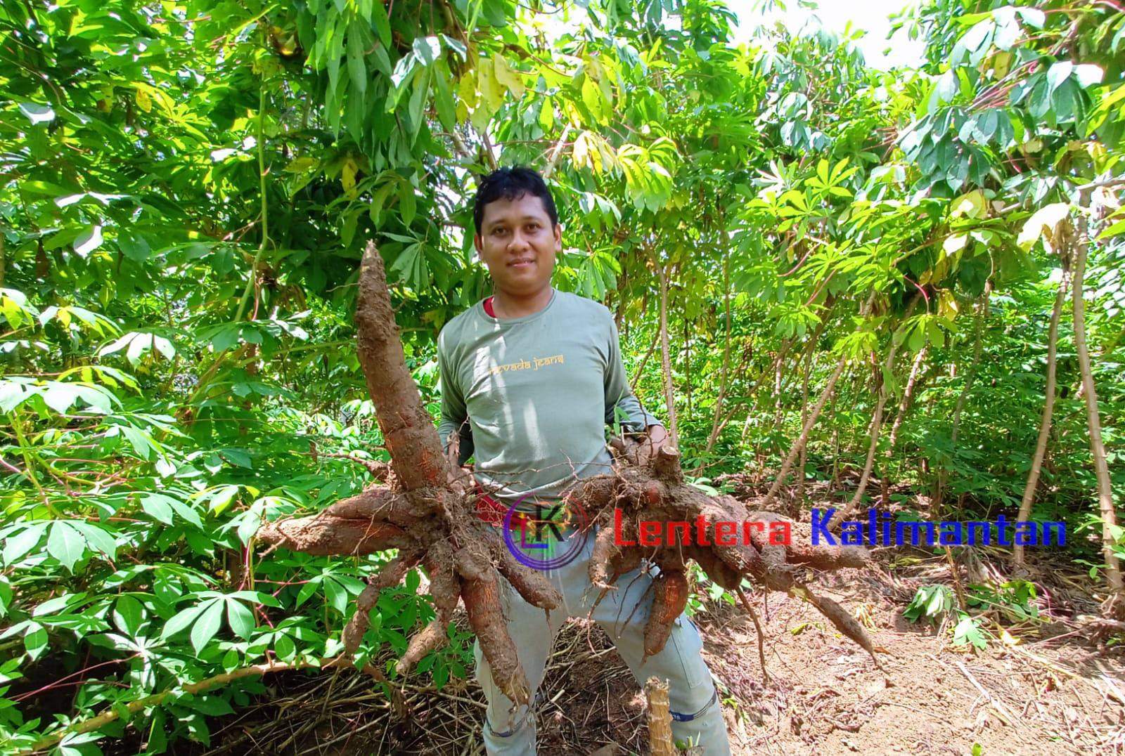 Heri Purwanto petani singkong di Kabupaten Tanah Laut sedang berada di lahannya seluas 3 hektare. Foto: dok. Asep/lenterakalimantan.com