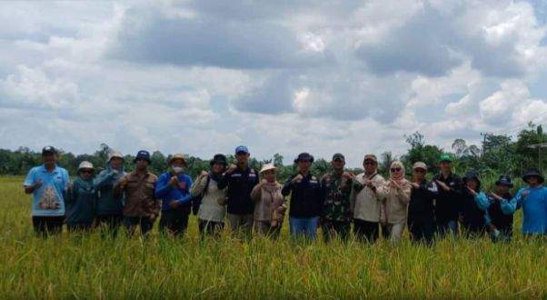 Pemerintah Kabupaten (Pemkab) Barito Utara melalui Dinas Pertanian Kabupaten Barito utara melaksanakan panen padi bersama di desa Walur kecamatan Gunung Timang, Kamis (21/3/2024). Foto: Pemkab Barito Utara