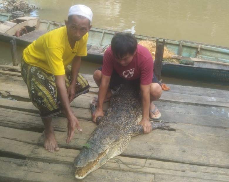 Buaya yang masuk dalam jaring ikan milik warga Desa Jorong Tala. Foto: Warga Jorong