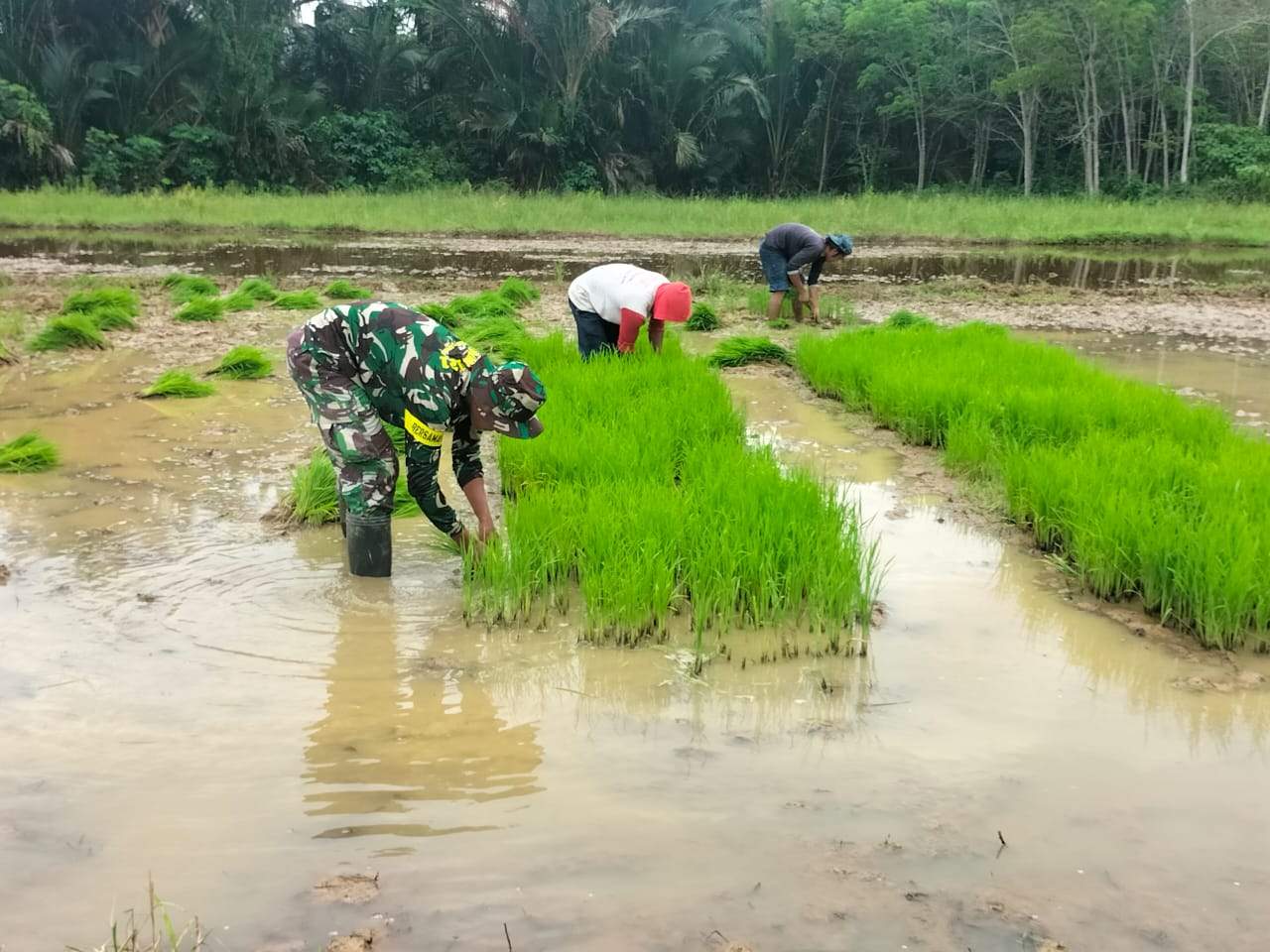 Satgas TMMD Ke 121 Kodim HSS saat menyiapkan lahan pertanian 5 hektar mendorong kedaulatan pangan. Foto Pendim 1003/HSS