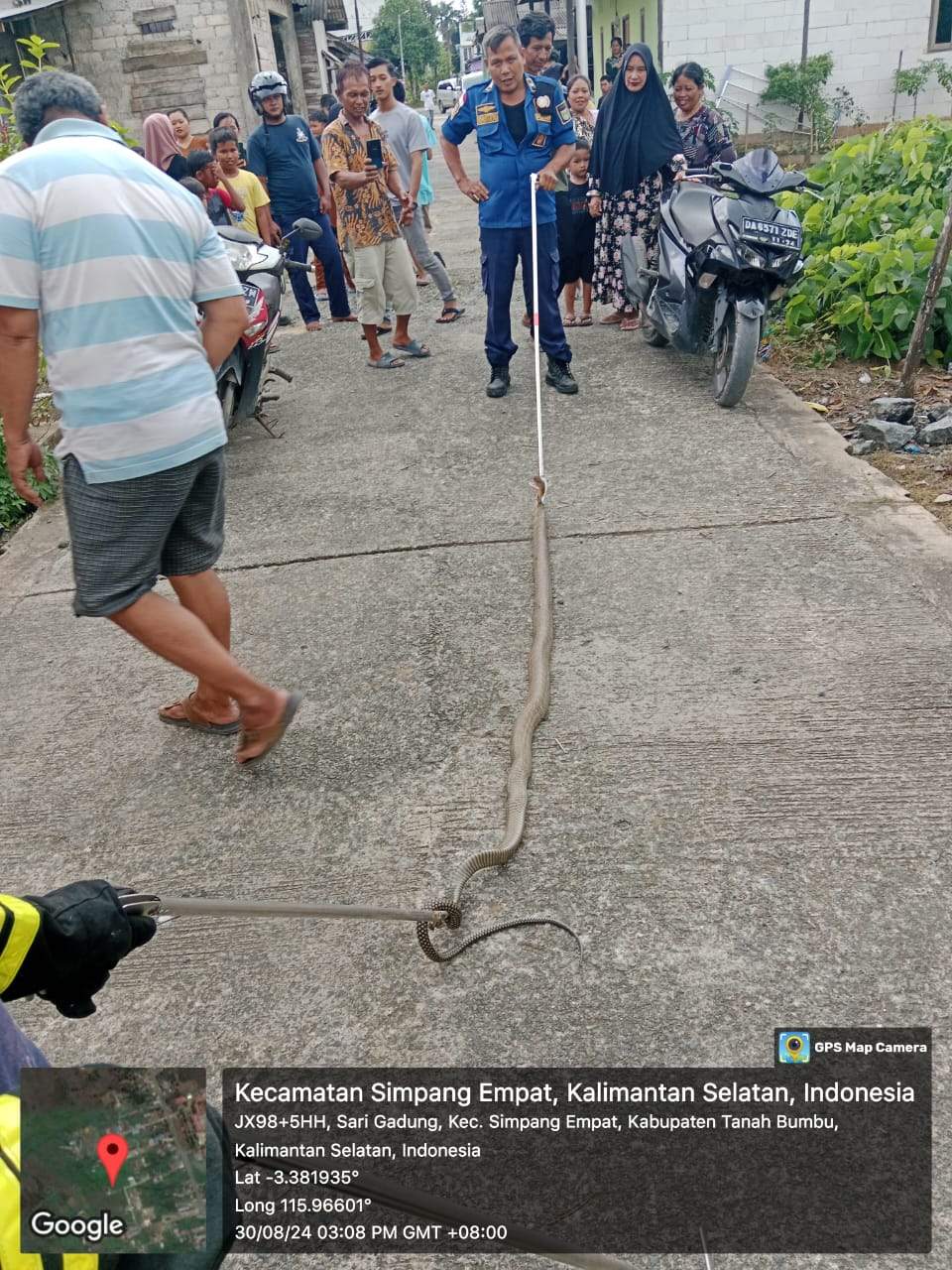Tim Animal Rescue Pos Damkar Simpang Empat saat menangkap Ular berbisa Jenis King Cobra, Sumber Foto : Damkar S4