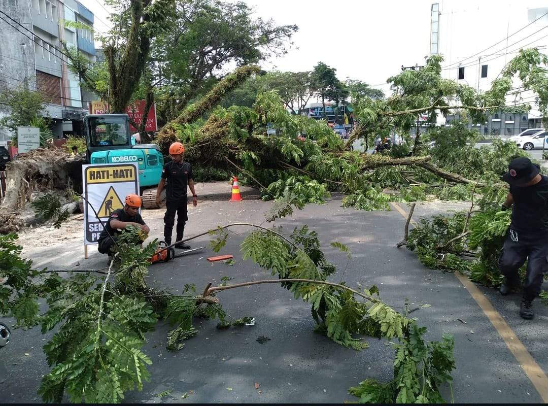 Pohon besar jenis akasia tumbang di Jalan RE. Martadinata, Banjarmasin, Jumat (30/8/2024). Foto: BPBD Banjarmasin.