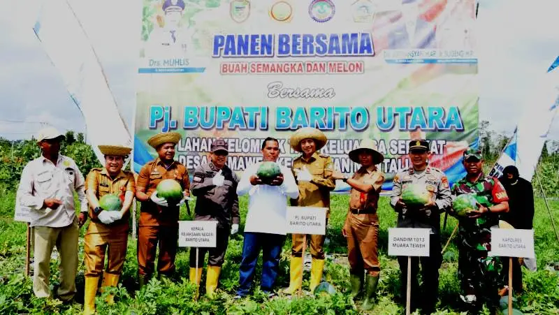 Pj Bupati Barut, Drs Muhlis panen buah semangka dan melon di Desa Kamawen Kecamatan Montallat, Senin (29/7/2024).