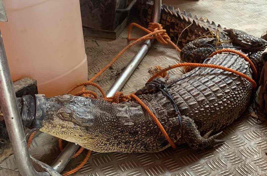Bidang Pemadam Kebakaran Kab. Tanah Bumbu saat mengevakuasi buaya berukuran 2 meter. Foto: Damkar Tanbu