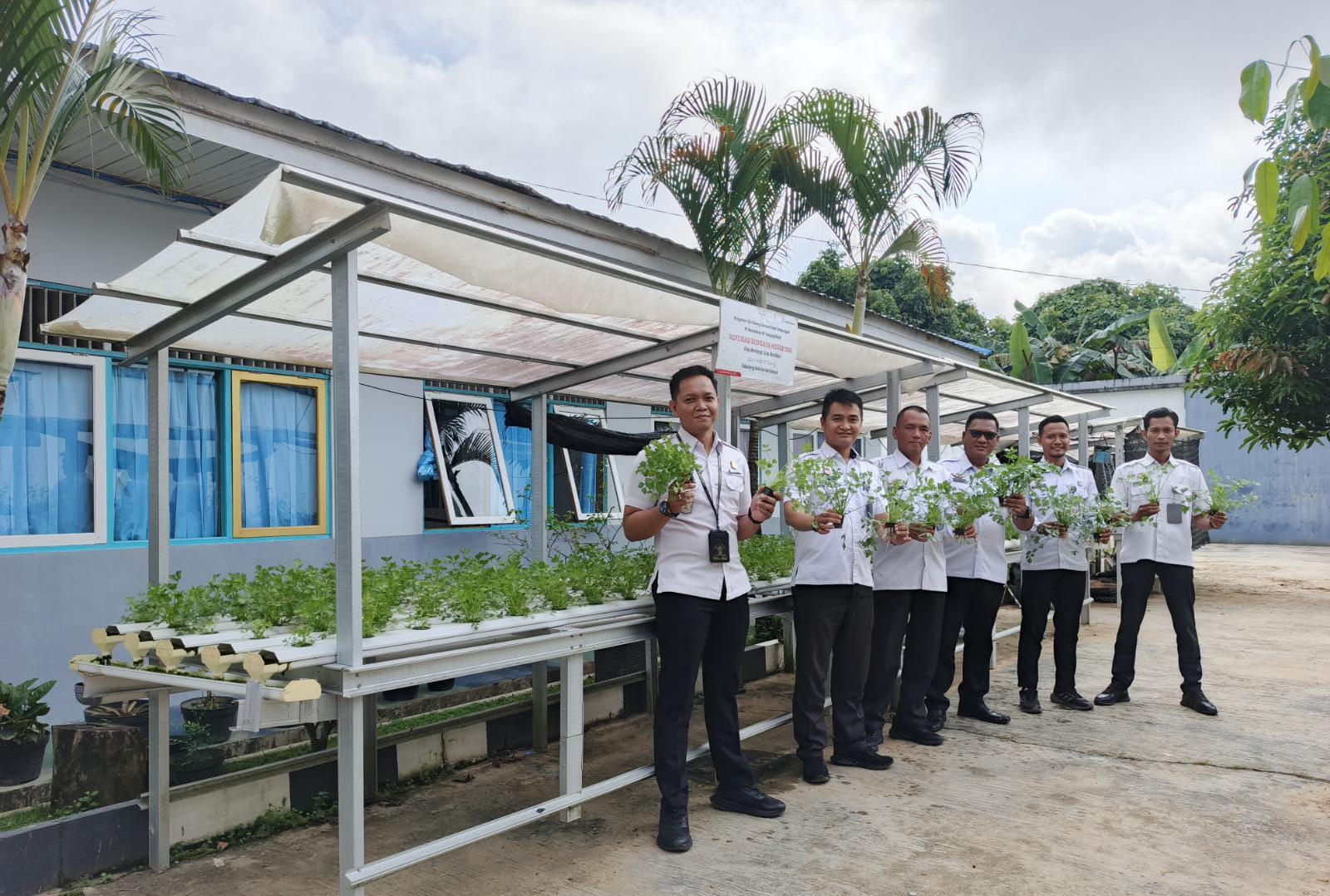 Pegawai Lapas Tanjung memanen seledri hidroponik. Foto: Humas Lapas Tanjung.
