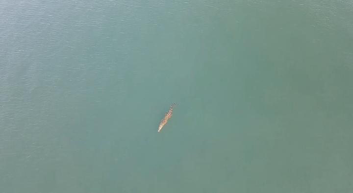 Seekor buaya tampak berenang di sekitar Masjid Apung Ziyadatul Abrar, tangkapan layar dari video drone.