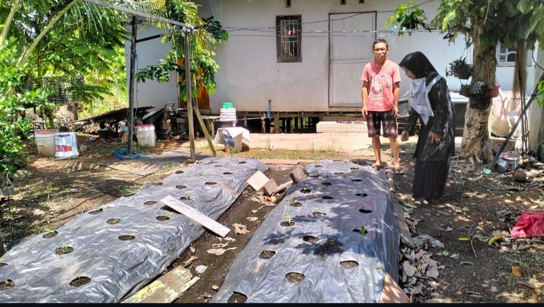 Lahan berukuran 8 meter persegi disulap menjadi lahan perkebunan cabai. Foto: Humas Polresta Banjarmasin