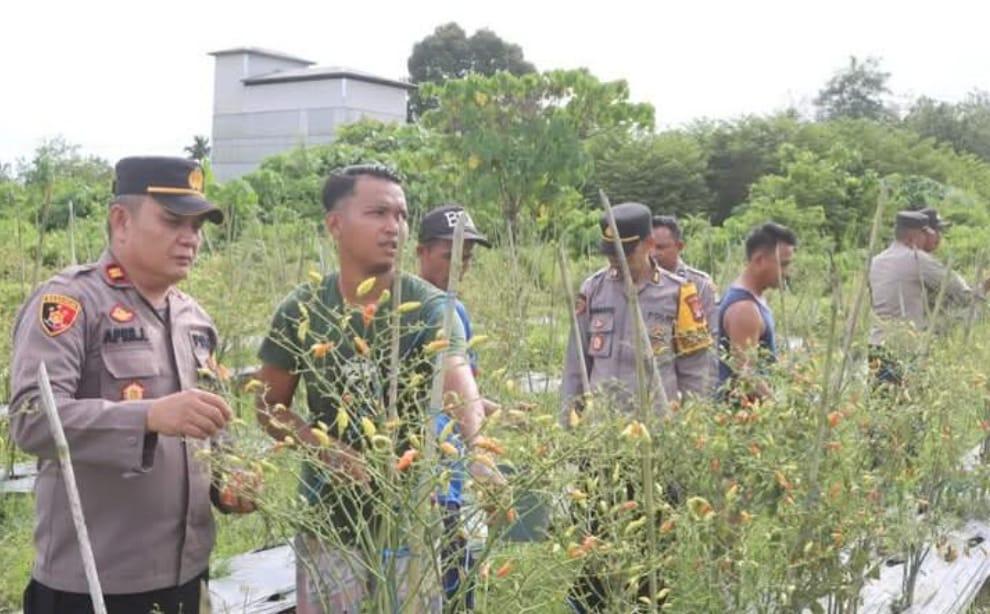 Anggota Polres Balangan, bersama perangkat desa dan warga setempat, saat melakukan panen raya di Desa Murung Jambu, Kecamatan Paringin Selatan, Balangan. Foto: Humas Polres Balangan