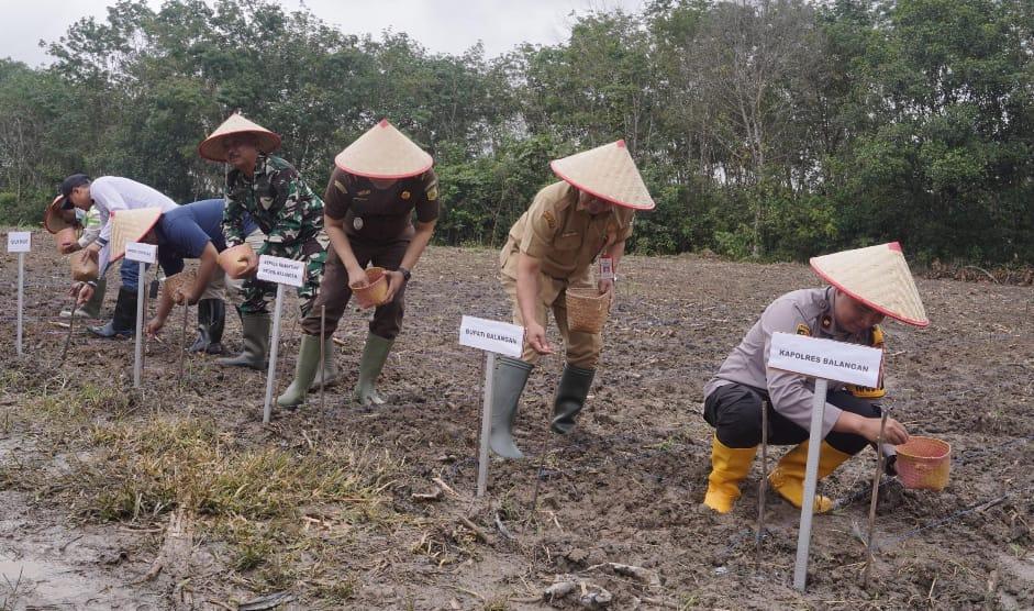 Bentuk dukungan program ketahanan pangan nasional, forkopimda, mulai dari Polres, Pemkab, Kejari, Kodim 1001, dan pihak terkait lainnya saat melakukan penanaman benih jagung di Desa Harapan Baru, Kelurahan Batu Piring, Paringin Selatan, Balangan. Foto: Windi/leterakalimantan.com