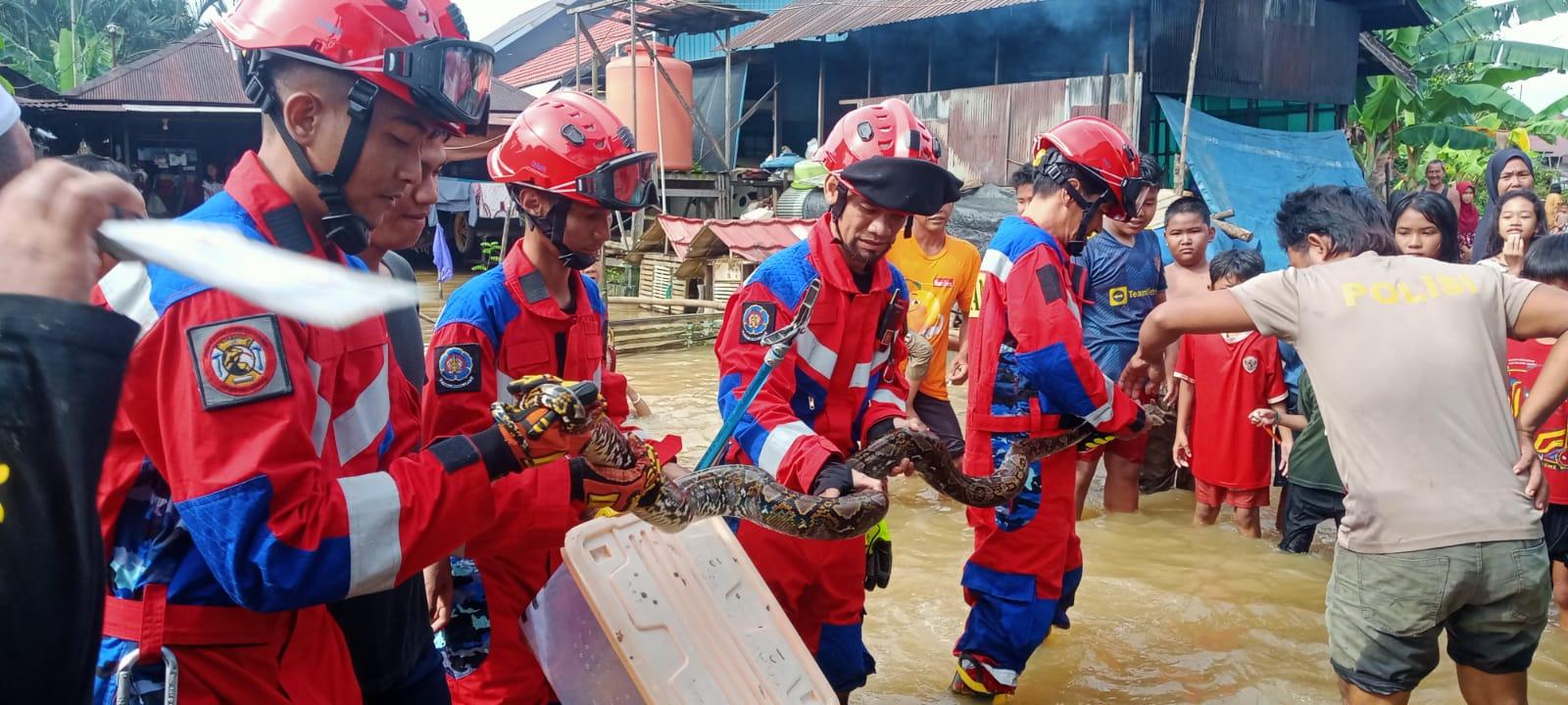 Regu Pleton 3 DPKP Kabupaten Banjar berhasil mengevakuasi ular sanca di teras dapur warga di Jalan Pingaran, Kecamatan Astambul, Martapura, Selasa (28/1/2025) Foto: DPKP Banjar