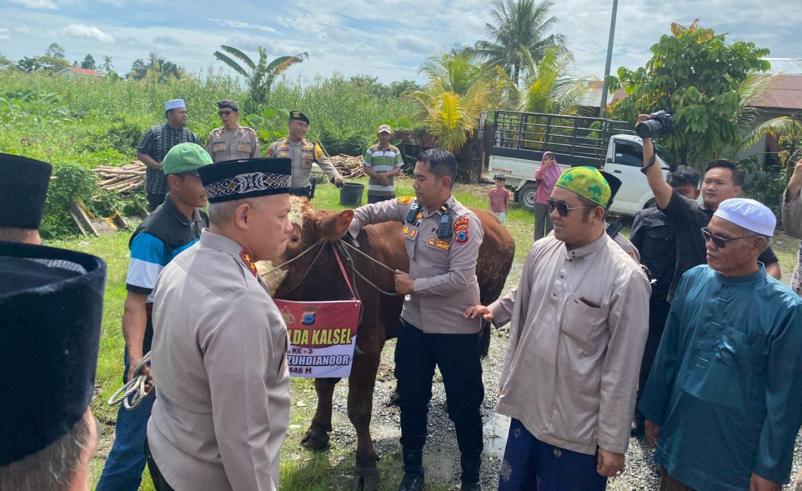 Polda Kalsel sumbang 1 ekor sapi limosin simental dengan bobot 600 kg.
