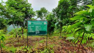 Program Rehabilitasi Daerah Aliran Sungai (DAS). Foto: Istimewa