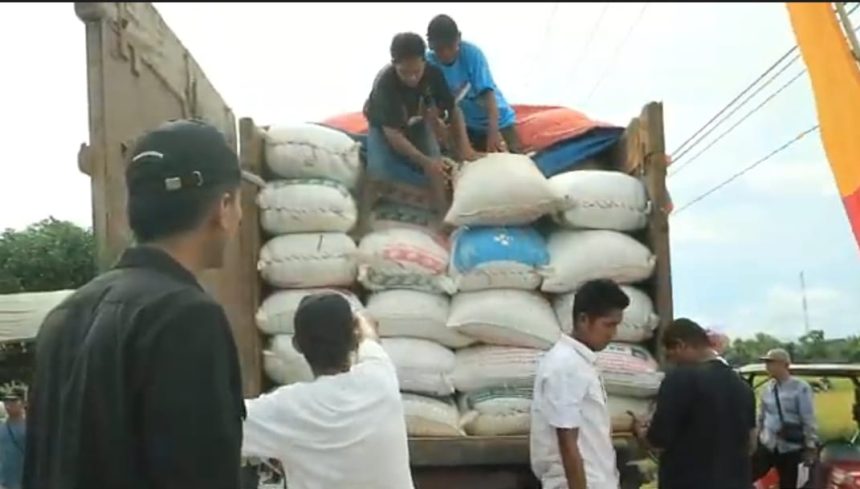 Panen Raya dan Tanam Padi di Maluka Baulin, Kecamatan Kurau, Tanah Laut. Foto: Asep/lenterakalimantan.com