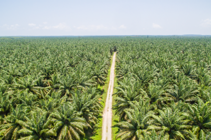 Didorong Kenaikan Harga CPO, TBS Sawit Kaltim Merangkak Naik di Akhir April