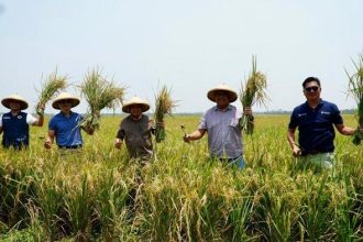 Haji Isam Saat Panen Padi di Papua
