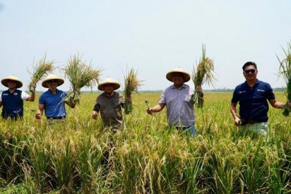 Haji Isam Saat Panen Padi di Papua