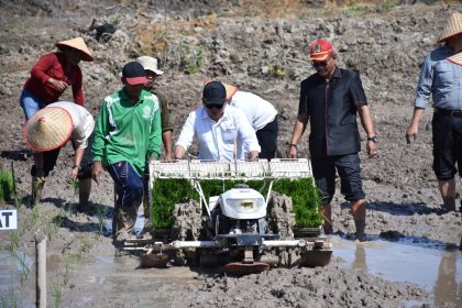 Bupati Kapuas Tanam Padi Perdana dan Serahkan Alsintan