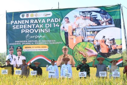 Secara simbolis, Bupati Tabalong, HM Noor Rifani melakukan panen raya padi bersama unsur Forkopimda. Foto: Humas Prokopim