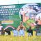 Secara simbolis, Bupati Tabalong, HM Noor Rifani melakukan panen raya padi bersama unsur Forkopimda. Foto: Humas Prokopim