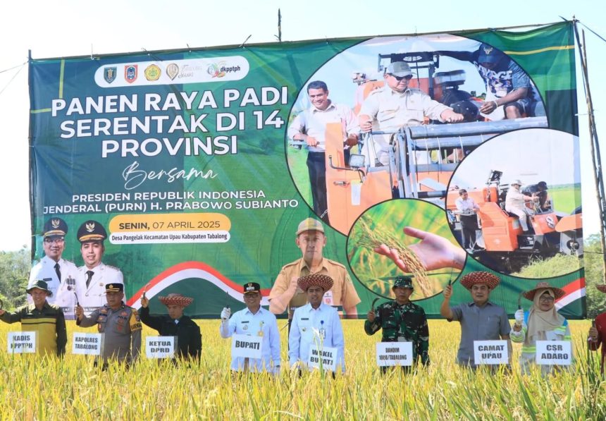 Secara simbolis, Bupati Tabalong, HM Noor Rifani melakukan panen raya padi bersama unsur Forkopimda. Foto: Humas Prokopim