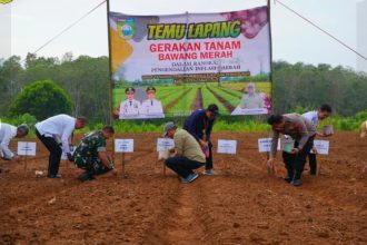 Distanhorbun Tanam Bawang Merah, Swasembada Bawang Terbuak Lebar