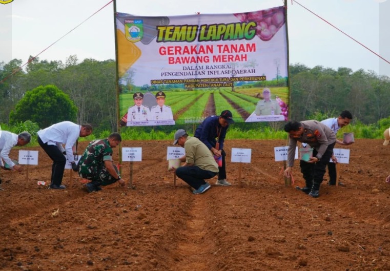 Distanhorbun Tanam Bawang Merah, Swasembada Bawang Terbuak Lebar