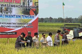 Gubernur Kalimantan Tengah H. Agustiar Sabran, saat panen raya di Desa Warnasari, Kabupaten Kapuas. Foto : Istimewa