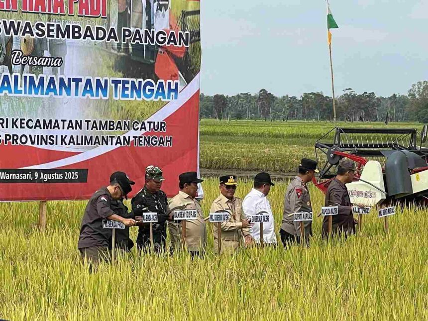 Gubernur Kalimantan Tengah H. Agustiar Sabran, saat panen raya di Desa Warnasari, Kabupaten Kapuas. Foto : Istimewa