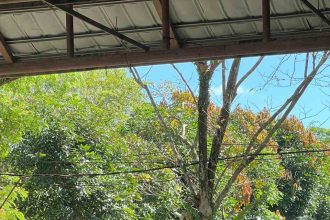 Kegiatan Kolaborasi oleh Disbudporapar dan DKP3 Banjarmasin. Foto : Perspektif BJM