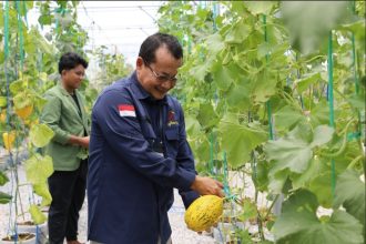 Kepala Bidang Hortikultura, Mukti Aji mewakili Kadis TPHP Prov Kalteng meninjau lokasi Smart Green House sekaligus panen melon. Foto: MMC Kalteng