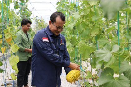 Kepala Bidang Hortikultura, Mukti Aji mewakili Kadis TPHP Prov Kalteng meninjau lokasi Smart Green House sekaligus panen melon. Foto: MMC Kalteng