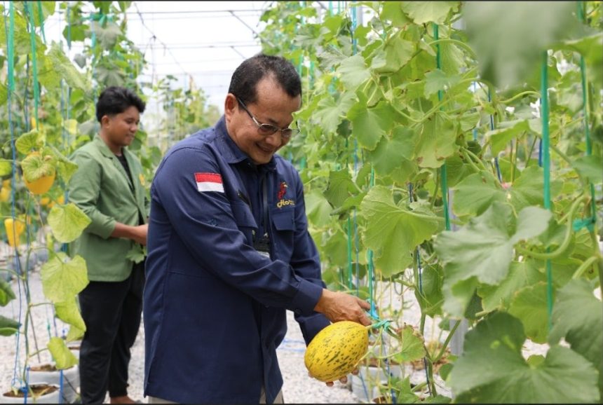Kepala Bidang Hortikultura, Mukti Aji mewakili Kadis TPHP Prov Kalteng meninjau lokasi Smart Green House sekaligus panen melon. Foto: MMC Kalteng